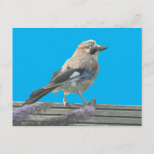 Cute Jay sluit het DIY-Briefkaart af Briefkaart