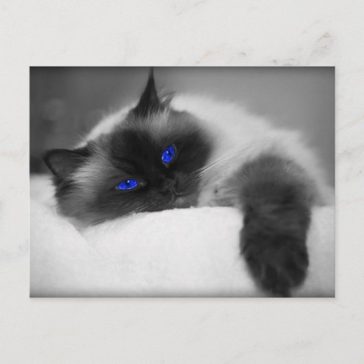 Cute Kat Briefkaart (Voorkant)