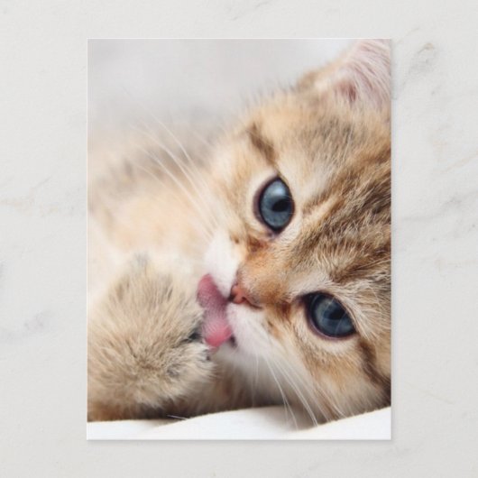 CUTE KAT BRIEFKAART (Voorkant)