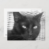 Cute Kat - briefkaart (Voorkant / Achterkant)