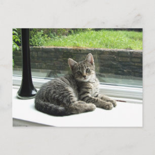 Cute Kat Briefkaart