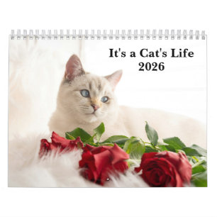 Cute Kat Foto Het Is Een Kat Leven 2026 Kalender