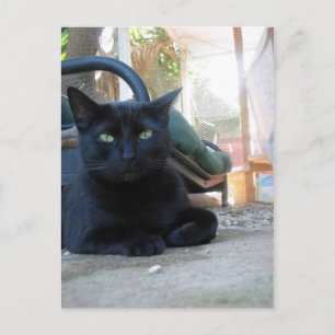 Cute Kat Laying - briefkaart