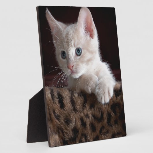 Cute Kat zien Fotoplaat (Zijkant)