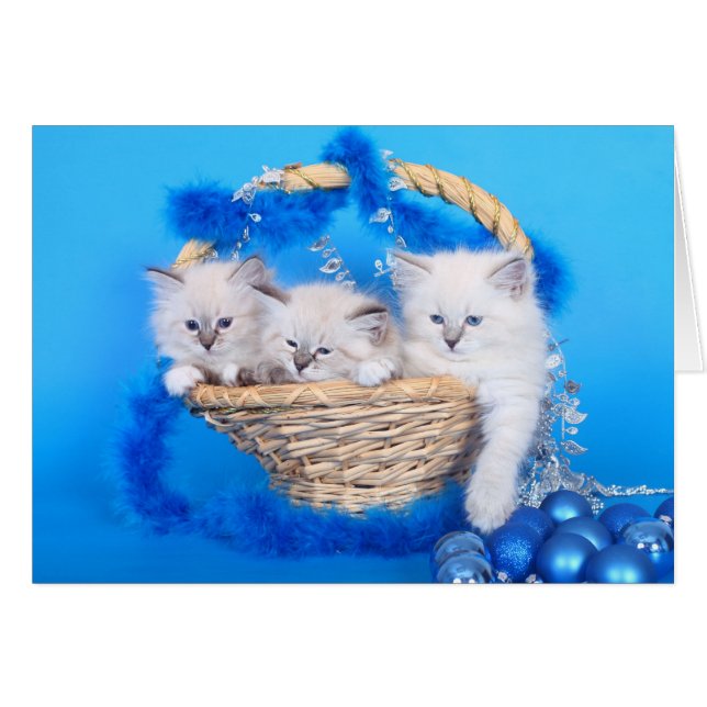 Cute Kerstmis Kittens (Voorkant Horizontaal)