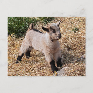 Cute Kind Briefkaart