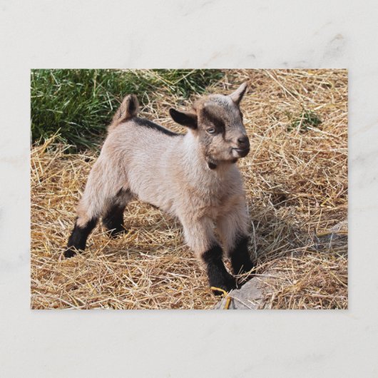 Cute Kind Briefkaart (Voorkant)