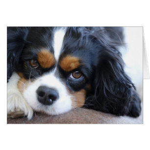 Cute King Charles Spaniel Dog