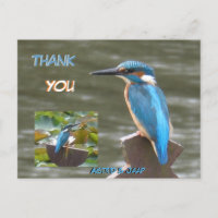 Cute Kingfish Cust. Carte postale Merci