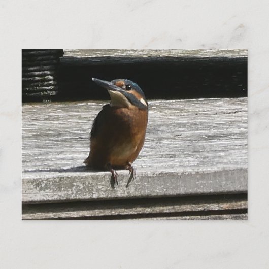Cute Kingfisher Close do-it-yourself carte postale (Devant)