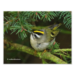 Cute Kinglet Songbird Causes Stir in de Fir Foto Afdruk