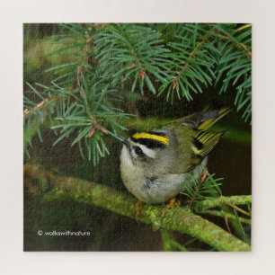Cute Kinglet Songbird Causes Stir in de Fir Legpuzzel
