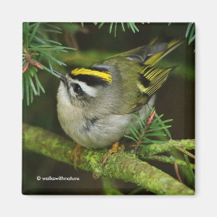 Cute Kinglet Songbird Causes Stir in de Fir Magneet