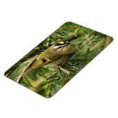 Cute Kinglet Songbird Causes Stir in de Fir Magneet (Linkerzijde)