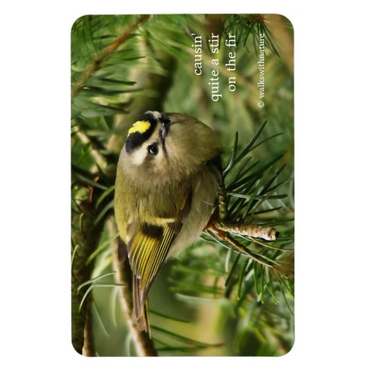 Cute Kinglet Songbird Causes Stir in de Fir Magneet (Verticaal)