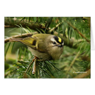 Cute Kinglet Songbird Causes Stir in the Fir