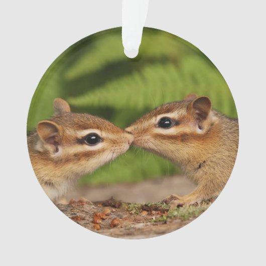 Cute Kissing Baby Chipmunks Ornament (voorkant)