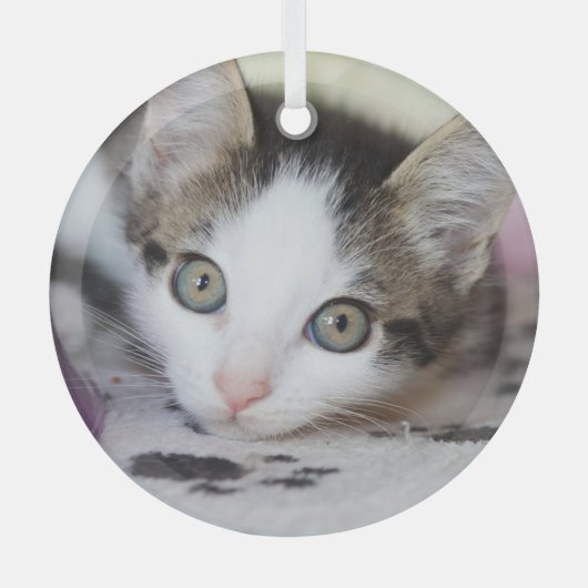 Cute Kitten 1 FotoCirkel Glas Ornament (Voorkant)