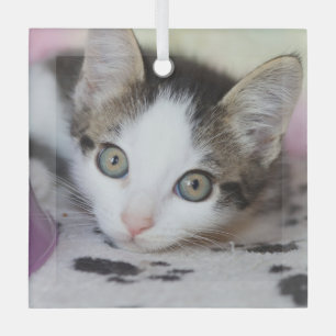 Cute Kitten 1 Photo Square Glas Ornament