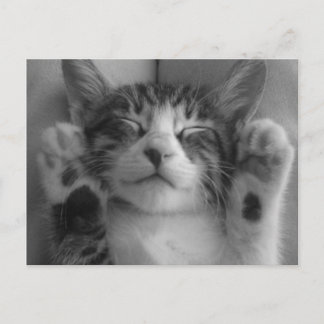 Cute Kitten Briefkaart