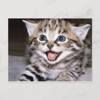 Cute Kitten Briefkaart