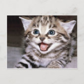 Cute Kitten Briefkaart (Voorkant)