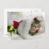 Cute Kitten Briefkaart (Voorkant / Achterkant)