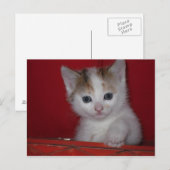 Cute Kitten Briefkaart (Voorkant / Achterkant)