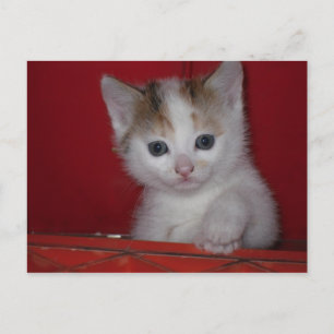 Cute Kitten Briefkaart