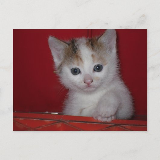 Cute Kitten Briefkaart (Voorkant)
