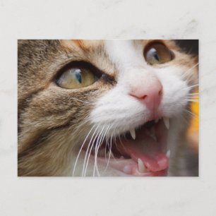Cute Kitten Briefkaart