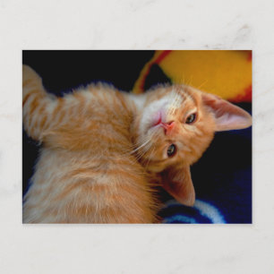 Cute Kitten Briefkaart