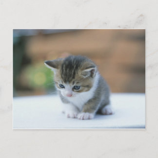 Cute Kitten Briefkaart