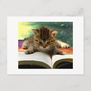 Cute Kitten Een boek lezen Briefkaart