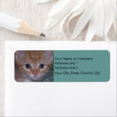 Cute Kitten Etiket (Insitu)