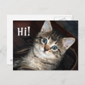 Cute Kitten Hi!  Briefkaart (Voorkant / Achterkant)