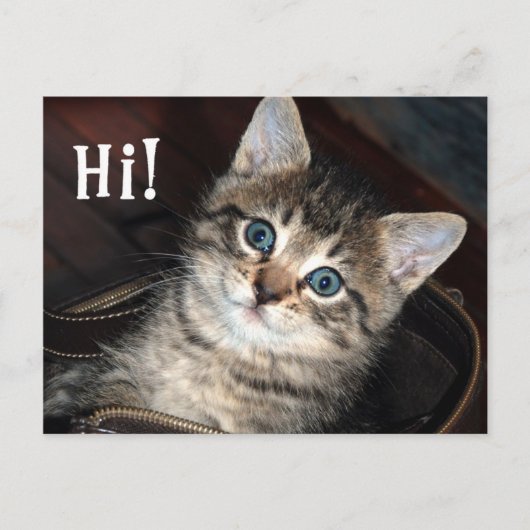 Cute Kitten Hi!  Briefkaart (Voorkant)