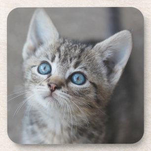Cute Kitten in de tuin Onderzetter