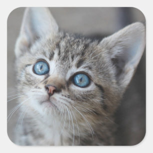 Cute Kitten in de tuin Vierkante Sticker