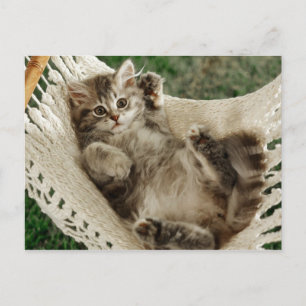 Cute Kitten in Hammock Briefkaart