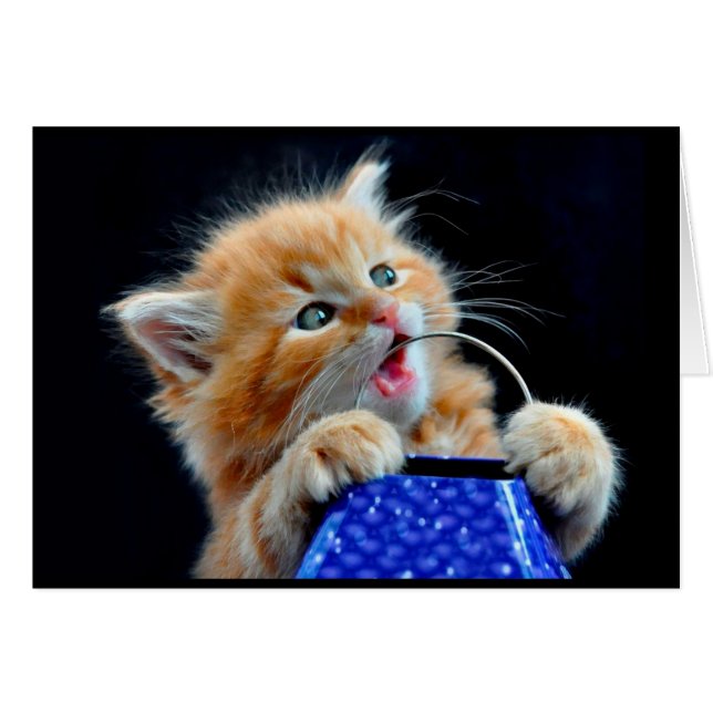 Cute kitten kauwen. (Voorkant Horizontaal)