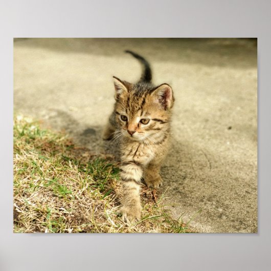 Cute kitten, kleine kattenfoto poster (Voorkant)
