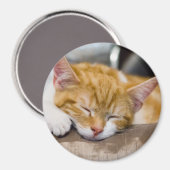 Cute Kitten Magneet (Voorkant / Achterkant)