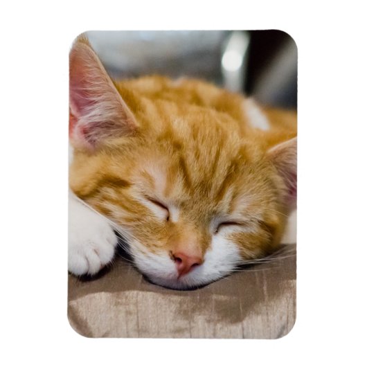 Cute Kitten Magneet (Verticaal)