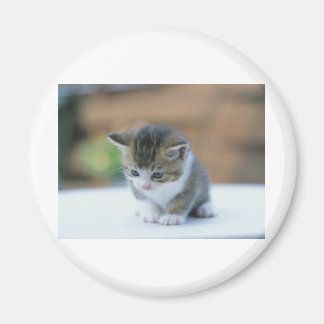 Cute Kitten Magneet