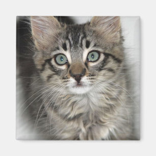 Cute Kitten Magnet Magneet