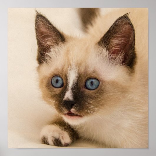 Cute Kitten met blauwe ogen Poster (Voorkant)