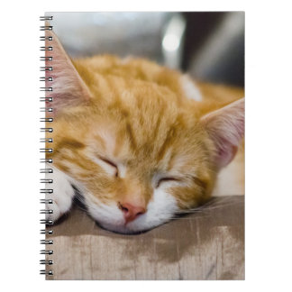 Cute Kitten Notitieboek
