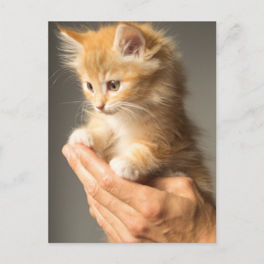 Cute Kitten op handen Briefkaart (Voorkant)