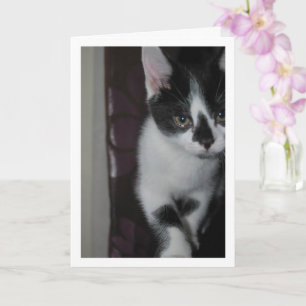 Cute Kitten Portrait Kaart